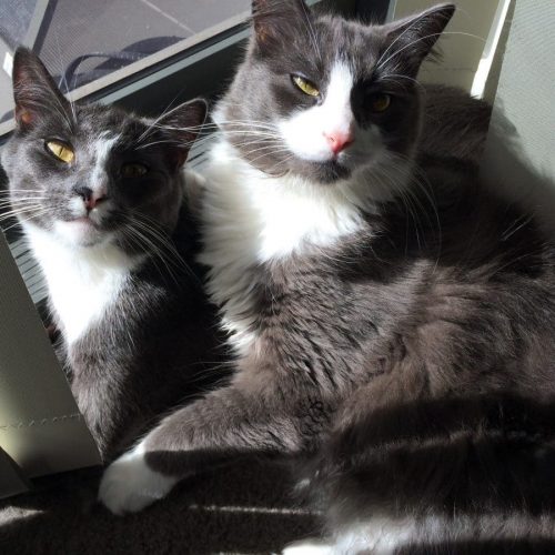 Harvey and Jeff, guest at the cat boarding
