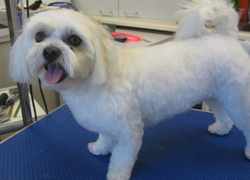 Grooming