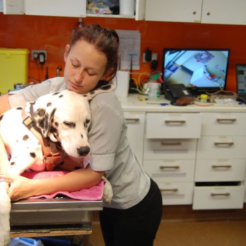 pet surgery Ark Veterinary Hospital