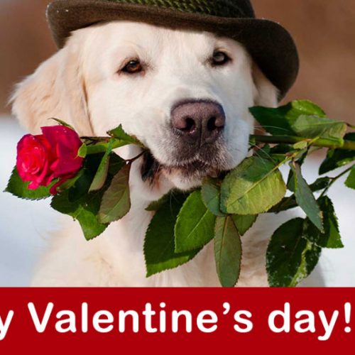 Valentine tips for your dog or at