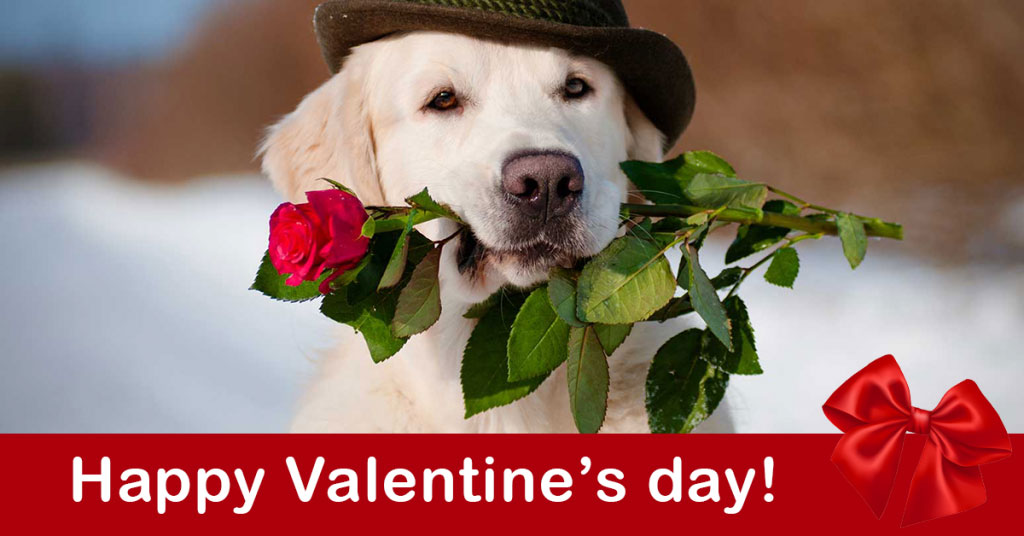 Pamper Your Pet On Valentine S Day Ark Veterinary Hospital