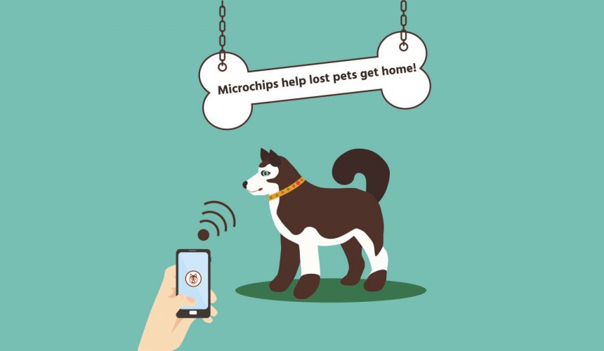 microchipping and registration pets