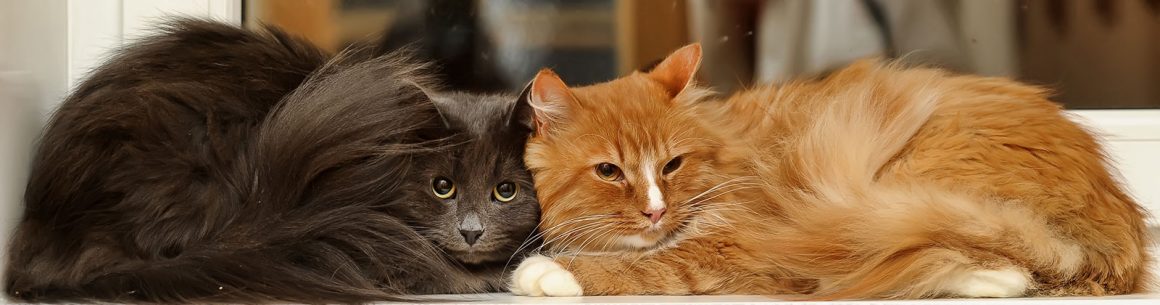 cat behaviour
