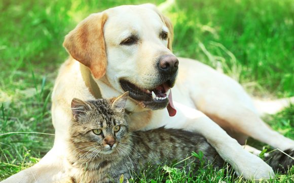 vaccinations for cats and dogs