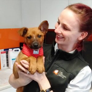 Microchipping
