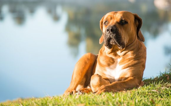 Prostate health in male dogs