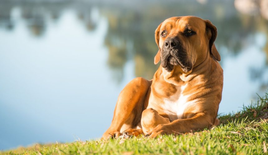 Prostate health in male dogs