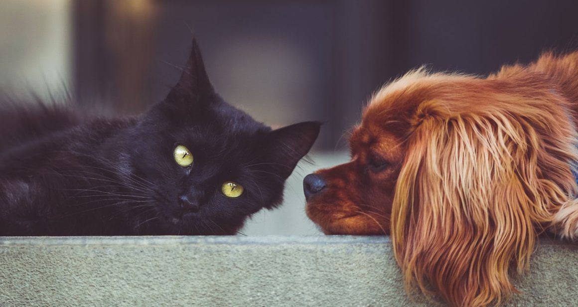 Bladder stones in pets