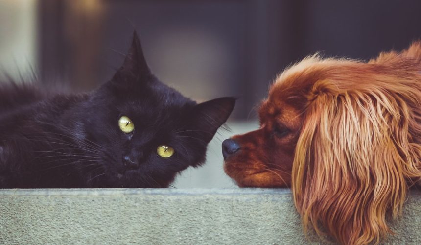 Bladder stones in pets