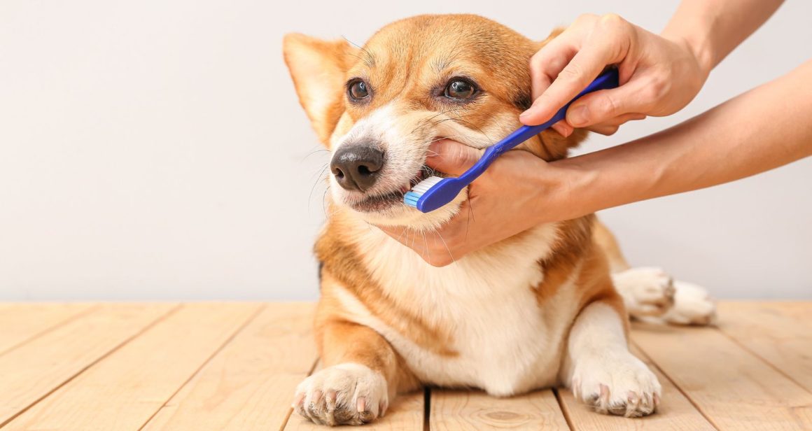 how to brush a dog's teeth