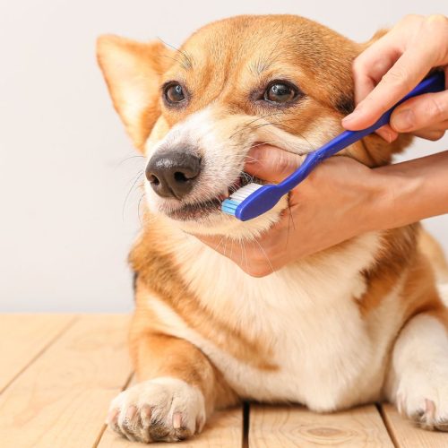 how to brush a dog's teeth