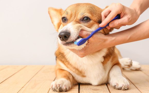 how to brush a dog's teeth