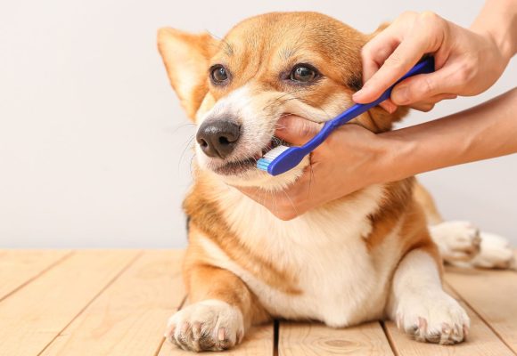 how to brush a dog's teeth