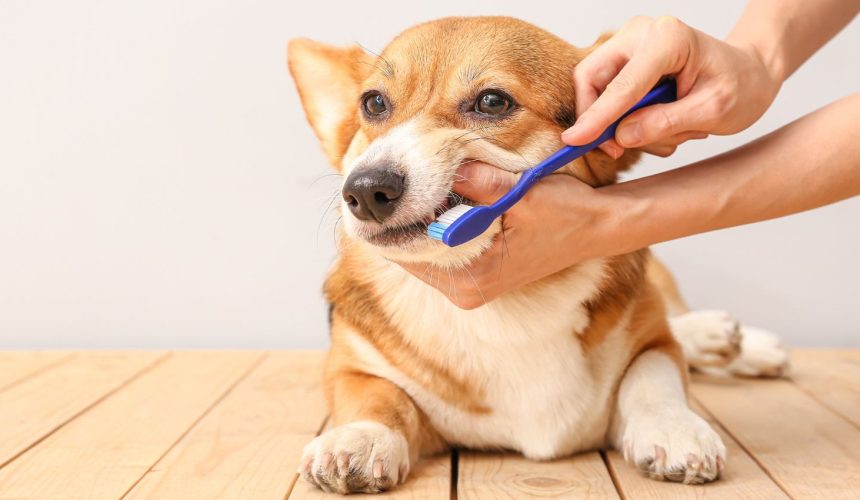 how to brush a dog's teeth